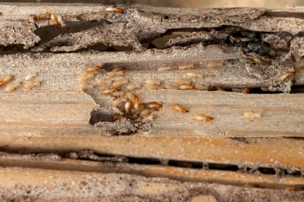Best Exterminator Services  in Crete, NE